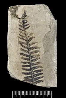 Gymnospermopsida Prints: Alethopteris aquilinus, fossil plant