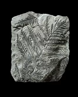 United Kingdom Collection: Alethopteris lonchitica, fossil seed fern