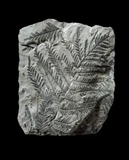 Polypodiophyta Prints: Alethopteris lonchitica, fossil seed fern