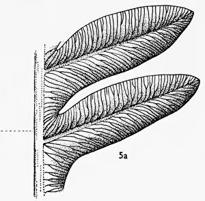 Polypodiophyta Prints: Alethopteris serli (Brongniart), Pteridosperm