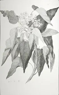 Aleurites moluccana, candlenut tree