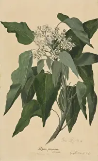 Aleurites moluccana, candlenut tree