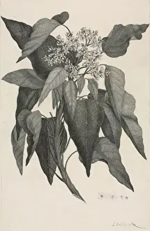 Aleurites moluccana, candlenut tree