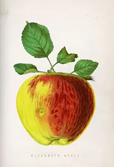 1871 Prints: Alexander Apple 1871
