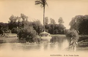 Alexandria, Egypt - Tall Palm Tree in the Nouzha Garden
