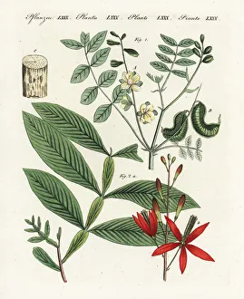 Amargo Collection: Alexandrian senna and amargo