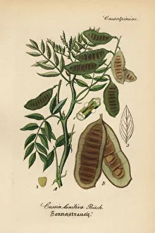 Alexandrian Gallery: Alexandrian senna, Senna alexandrina
