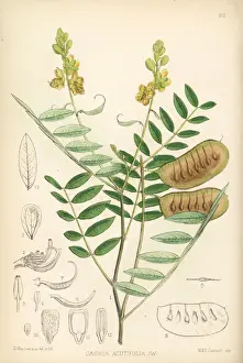 Alexandrian senna, Senna alexandrina