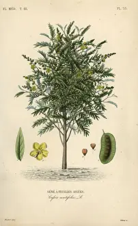 Alexandrian senna, Senna alexandrina