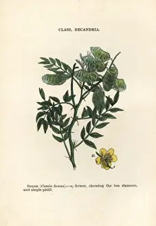 Alexandrian senna, Senna alexandrina
