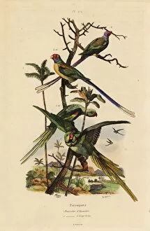 Guerin Meneville Collection: Alexandrine parakeet, Psittacula eupatria