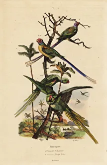 Guerin Meneville Collection: Alexandrine parakeet, Psittacula eupatria
