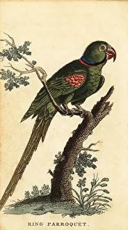 Alexandrine parakeet, Psittacula eupatria
