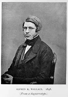 Darwin200 Prints: Alfred Russel Wallace (1823-1913)