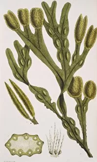 Eukaryote Collection: Algae