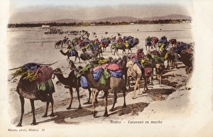 Packs Gallery: Algeria - Biskra - Camel Caravan on the move