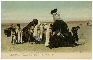 Algeria - Camel Transport