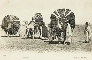 Algeria - Camel Transport