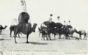 Algeria - Camel Transport