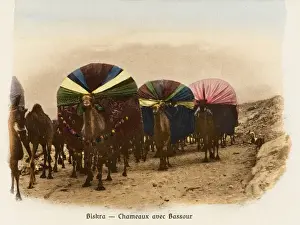 Algeria - Camel Transport