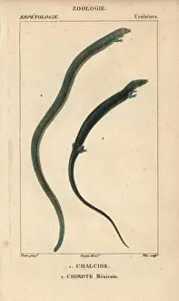 Hippolyte Prints: Algerian cylindrical skink, Chalcides chalcides