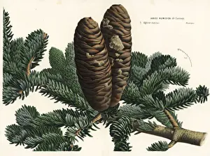 Abies Prints: Algerian fir, Abies numidica. Critically endangered