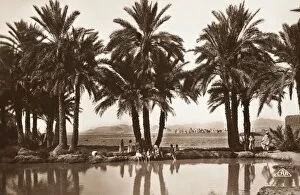 Reflections Gallery: Algerian Oasis - Biskra