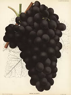 Alicante Gallery: Alicante Bouschet grape variety, Vitis vinifera