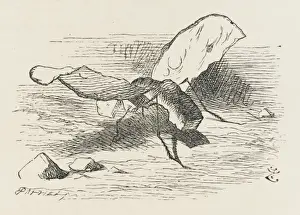 Alice / Bread & Butter Fly