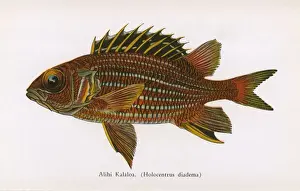 Stripped Prints: Alihi Kalaloa, Fishes of Hawaii