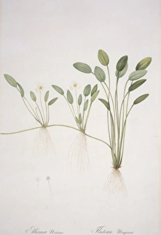 Alisma Gallery: Alisma natans