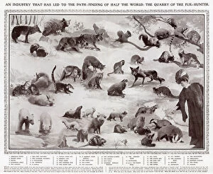 Otter Collection: All the animals whose pelts were favoured by the fashion industry in 1908. 1. American Wolf, 2