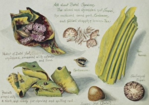 Aurantiaceae Collection: All about Betel chewing
