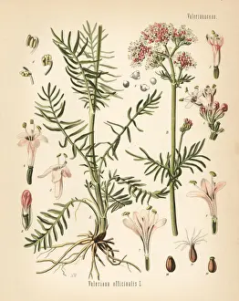 Adolph Prints: All-heal or valerian, Valeriana officinalis