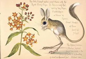 Eutheria Prints: Allactaga euphratica, Euphrates jerboa