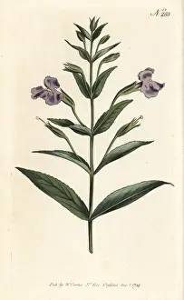 Narrow Leaved Prints: Allegheny monkeyflower, Mimulus ringens