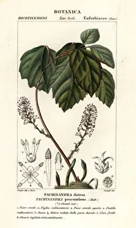 Americana Gallery: Allegheny spurge, Pachysandra procumbens