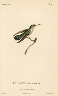 Primevere Collection: Allens hummingbird, Selasphorus sasin. Juvenile female