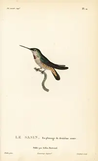 Allens hummingbird, Selasphorus sasin. Second year plumage