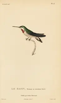 Allens hummingbird, Selasphorus sasin. Almost adult plumage