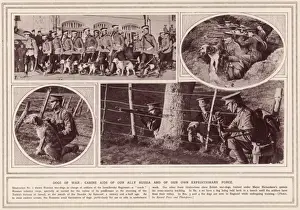 Allied War Dogs