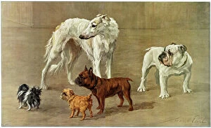 Bulldog Collection: The Allies - five breeds of dog, by Maud Earl
