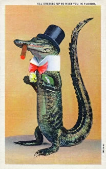 Anthropomorphism Collection: An Alligator - all dressed up to meet you in Florida, USA