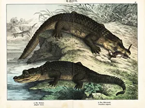 Herpetology Prints: Alligator and crocodile