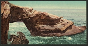 Alligator Gallery: Alligator Head, La Jolla