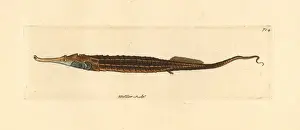 Alligator pipefish, Syngnathoides biaculeatus