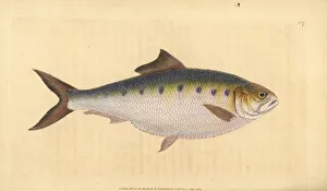 Alosa Collection: Allis shad, Alosa alosa