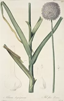 Asparagales Gallery: Allium ampeloprasum, broadleaf wild leek