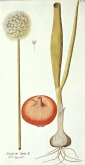 Monocotyledon Collection: Allium cepa, onion