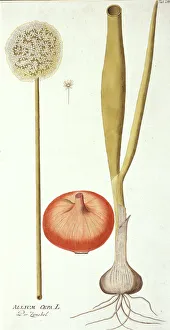 Amaryllidaceae Gallery: Allium cepa, onion